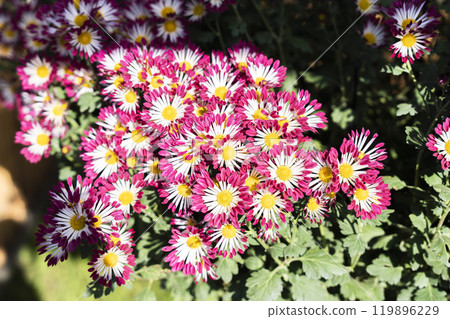 Autumn scenery: Chrysanthemum flowers in full bloom, Nanyo City, Yamagata Prefecture 119896229