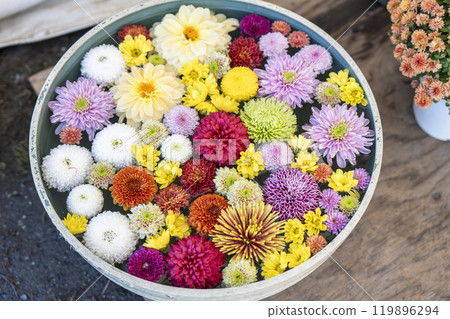 活力花手水(菊花手水) 山形縣南陽市 活力花手水(菊花手水) 山形縣南陽市 119896294