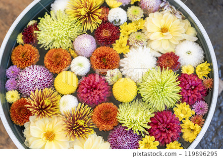 Vivid flower water basin (chrysanthemum water basin) Nanyo City, Yamagata Prefecture Vivid flower water basin (chrysanthemum water basin) Nanyo City, Yamagata Prefecture 119896295