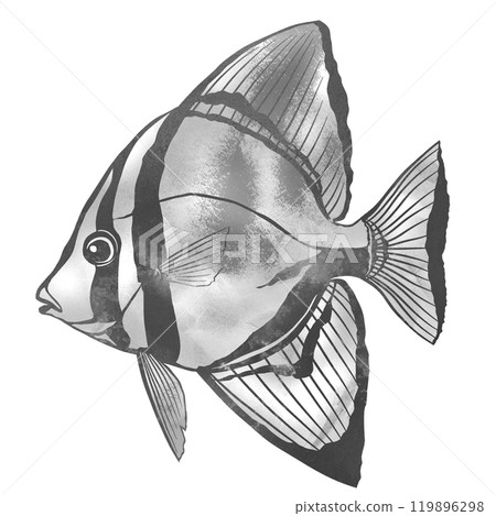 Black and white paper cut illustration of a saltwater fish, swallowfish 119896298