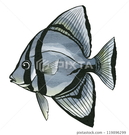 鹹水魚燕魚在大型魚群中游泳的剪圖插圖 119896299