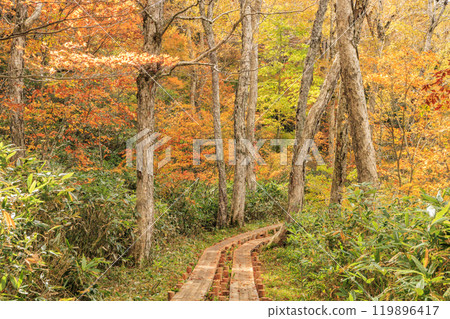 Autumn in Oze: Autumn foliage in the grass and forests, from Hatomachi Pass to Yamanohana 119896417
