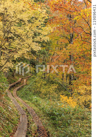 Autumn in Oze: Autumn foliage in the grass and forests, from Hatomachi Pass to Yamanohana 119896431