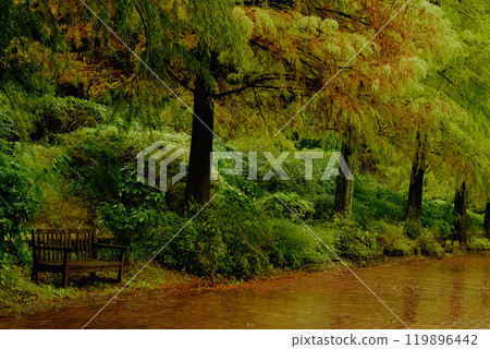 兵庫縣播磨中央公園雨中漫步綠樹成蔭的街道 119896442