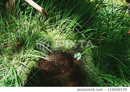 京都嵯峨野只王寺築梅 119896530