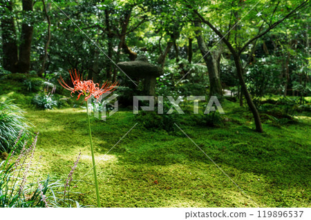 京都嵯峨野只王寺苔蘚上盛開的蜘蛛百合 京都嵯峨野只王寺苔蘚上盛開的蜘蛛百合 119896537