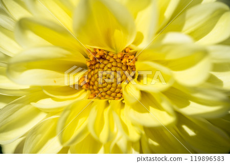 Brightly blooming dahlias (Dahlias) Kawanishi Dahlia Garden, Kawanishi Town, Yamagata Prefecture Brightly blooming dahlias (Dahlias) Kawanishi Dahlia Garden, Kawanishi Town, Yamagata Prefecture 119896583