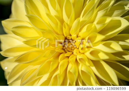 Brightly blooming dahlias (Dahlias) Kawanishi Dahlia Garden, Kawanishi Town, Yamagata Prefecture Brightly blooming dahlias (Dahlias) Kawanishi Dahlia Garden, Kawanishi Town, Yamagata Prefecture 119896599