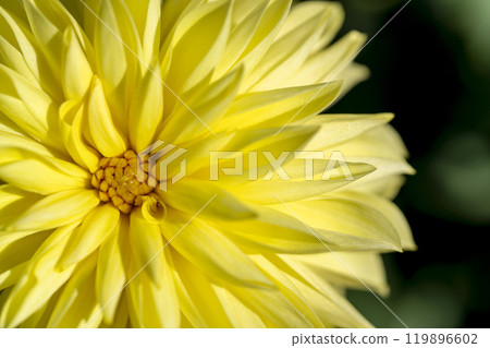 盛開的大麗花（大麗花） 山形縣川西町川西大麗花花園 119896602