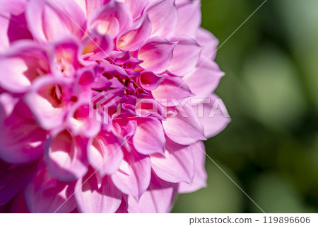 盛開的大麗花（大麗花） 山形縣川西町川西大麗花花園 119896606