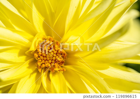 Brightly blooming dahlias (Dahlias) Kawanishi Dahlia Garden, Kawanishi Town, Yamagata Prefecture Brightly blooming dahlias (Dahlias) Kawanishi Dahlia Garden, Kawanishi Town, Yamagata Prefecture 119896615