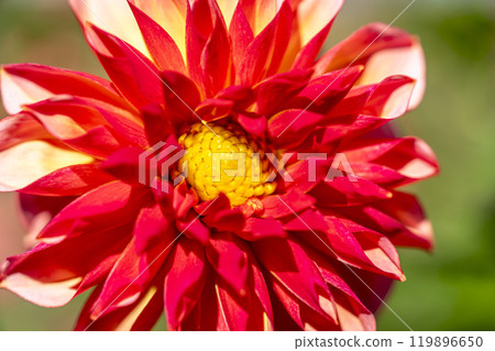 Brightly blooming dahlias (Dahlias) Kawanishi Dahlia Garden, Kawanishi Town, Yamagata Prefecture 119896650