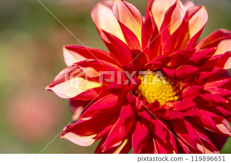 Brightly blooming dahlias (Dahlias) Kawanishi Dahlia Garden, Kawanishi Town, Yamagata Prefecture 119896651