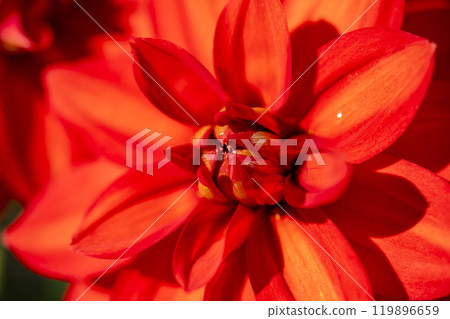 Brightly blooming dahlias (Dahlias) Kawanishi Dahlia Garden, Kawanishi Town, Yamagata Prefecture Brightly blooming dahlias (Dahlias) Kawanishi Dahlia Garden, Kawanishi Town, Yamagata Prefecture 119896659