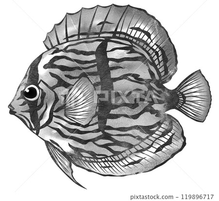 觀賞魚七彩的黑白剪紙插圖 119896717