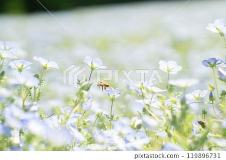 Blue nemophila flowers 119896731