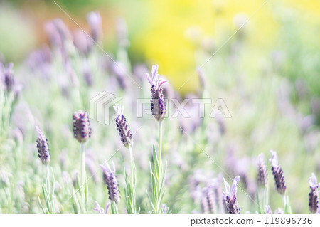 Lavender field Lavender field 119896736