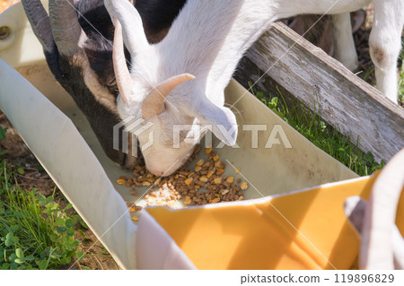 [Goat eating food] 119896829