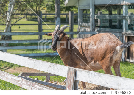 [Goats grazing] 119896830
