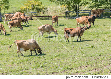 [Brown cow grazing] 119896841