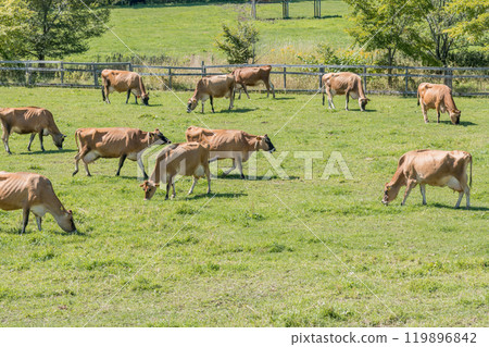 [Brown cow grazing] 119896842