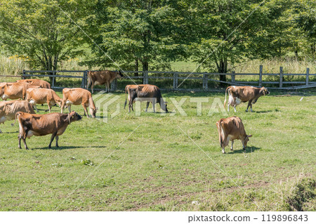 [Brown cow grazing] 119896843