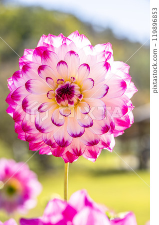 Brightly blooming dahlias (Dahlias) Kawanishi Dahlia Garden, Kawanishi Town, Yamagata Prefecture Brightly blooming dahlias (Dahlias) Kawanishi Dahlia Garden, Kawanishi Town, Yamagata Prefecture 119896853