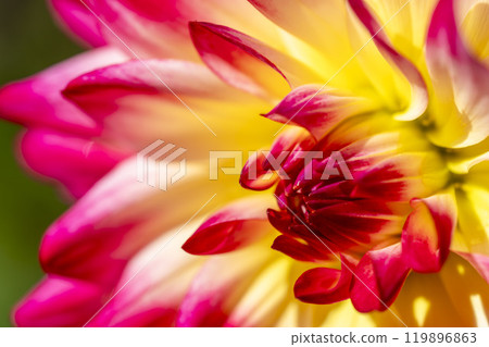 Brightly blooming dahlias (Dahlias) Kawanishi Dahlia Garden, Kawanishi Town, Yamagata Prefecture Brightly blooming dahlias (Dahlias) Kawanishi Dahlia Garden, Kawanishi Town, Yamagata Prefecture 119896863