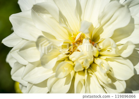 Brightly blooming dahlias (Dahlias) Kawanishi Dahlia Garden, Kawanishi Town, Yamagata Prefecture 119896866