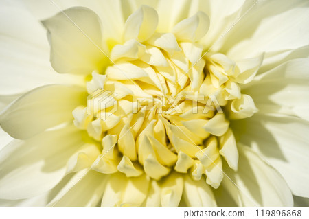 Brightly blooming dahlias (Dahlias) Kawanishi Dahlia Garden, Kawanishi Town, Yamagata Prefecture 119896868