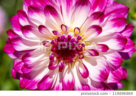 Brightly blooming dahlias (Dahlias) Kawanishi Dahlia Garden, Kawanishi Town, Yamagata Prefecture 119896869