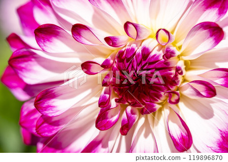 Brightly blooming dahlias (Dahlias) Kawanishi Dahlia Garden, Kawanishi Town, Yamagata Prefecture 119896870