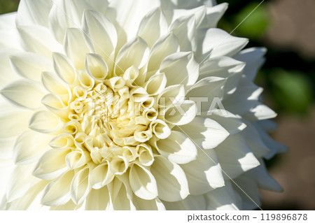 Brightly blooming dahlias (Dahlias) Kawanishi Dahlia Garden, Kawanishi Town, Yamagata Prefecture 119896878
