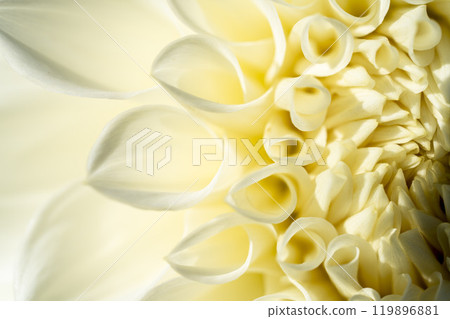 Brightly blooming dahlias (Dahlias) Kawanishi Dahlia Garden, Kawanishi Town, Yamagata Prefecture 119896881