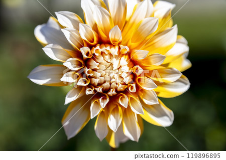 Brightly blooming dahlias (Dahlias) Kawanishi Dahlia Garden, Kawanishi Town, Yamagata Prefecture Brightly blooming dahlias (Dahlias) Kawanishi Dahlia Garden, Kawanishi Town, Yamagata Prefecture 119896895