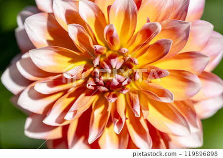 盛開的大麗花（大麗花） 山形縣川西町川西大麗花花園 119896898