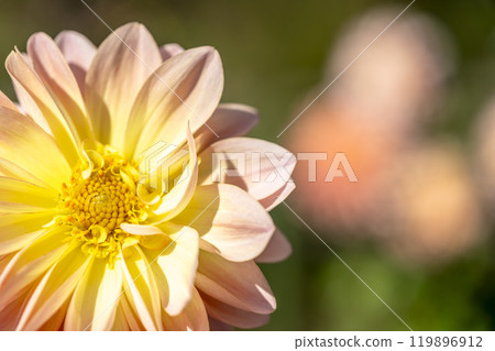 Brightly blooming dahlias (Dahlias) Kawanishi Dahlia Garden, Kawanishi Town, Yamagata Prefecture 119896912