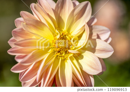 盛開的大麗花(大麗花) 山形縣川西町川西大麗花花園 盛開的大麗花(大麗花) 山形縣川西町川西大麗花花園 119896913