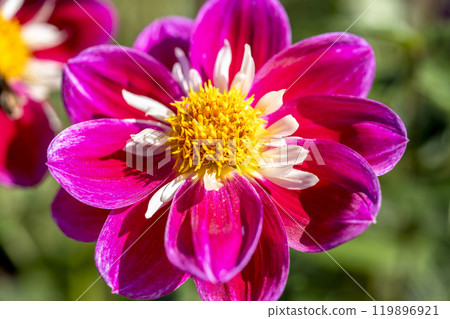Brightly blooming dahlias (Dahlias) Kawanishi Dahlia Garden, Kawanishi Town, Yamagata Prefecture 119896921