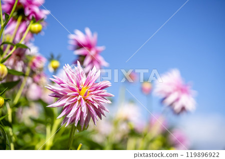 Brightly blooming dahlias (Dahlias) Kawanishi Dahlia Garden, Kawanishi Town, Yamagata Prefecture Brightly blooming dahlias (Dahlias) Kawanishi Dahlia Garden, Kawanishi Town, Yamagata Prefecture 119896922