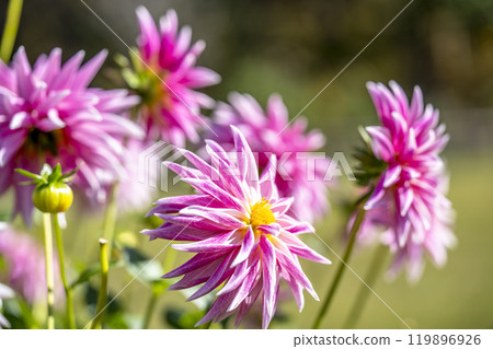 盛開的大麗花(大麗花) 山形縣川西町川西大麗花花園 盛開的大麗花(大麗花) 山形縣川西町川西大麗花花園 119896926