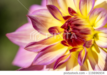 盛開的大麗花(大麗花) 山形縣川西町川西大麗花花園 盛開的大麗花(大麗花) 山形縣川西町川西大麗花花園 119896934