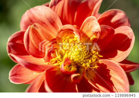 Brightly blooming dahlias (Dahlias) Kawanishi Dahlia Garden, Kawanishi Town, Yamagata Prefecture 119896945