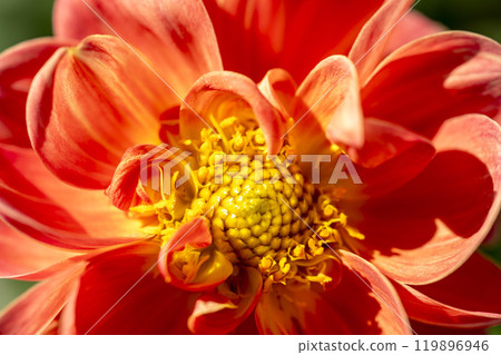 Brightly blooming dahlias (Dahlias) Kawanishi Dahlia Garden, Kawanishi Town, Yamagata Prefecture 119896946
