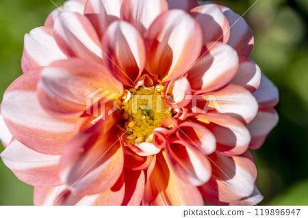 Brightly blooming dahlias (Dahlias) Kawanishi Dahlia Garden, Kawanishi Town, Yamagata Prefecture 119896947