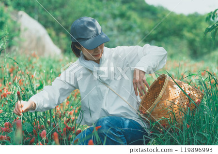 花農收穫草莓蠟燭 119896993
