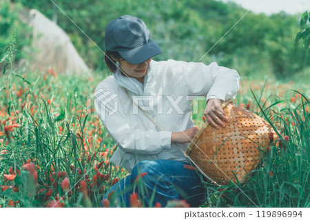 Flower farmers harvesting strawberry candles 119896994