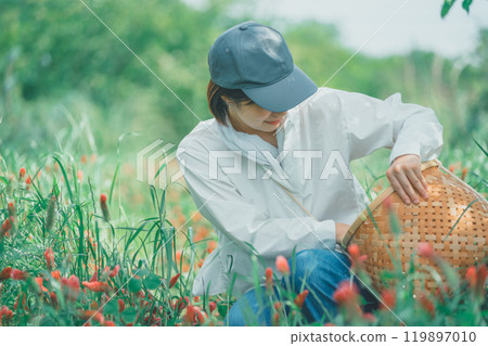 Flower farmers harvesting strawberry candles 119897010