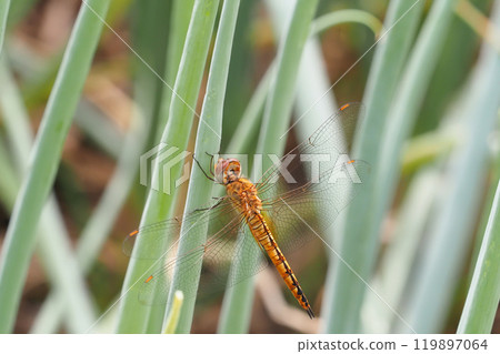 Ushubitimbo 119897064