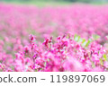Flower field spreading all over 119897069